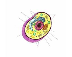 A simplified diagram of a human cell. This Animal Cell Needs Labelling Quiz