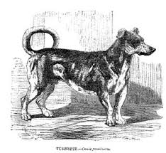 Tipos de series que podrías encontrar en este libro: Turnspit Dog Wikipedia