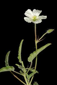 Image result for Monsonia glauca