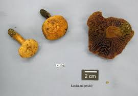 Image result for Lactarius mutabilis