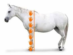 The number of whole hands is properly followed by a period, then the remaining height in inches. How Horse Height Is Measured Horse Com