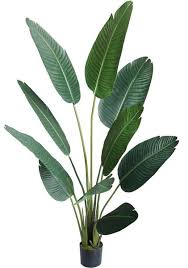 We did not find results for: Rs Luxury Collection Artificial Banana Leaf Tree Size 160cm