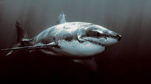 Check spelling or type a new query. 68 Great White Shark Wallpaper Hd On Wallpapersafari