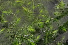 Image result for Ceratophyllum demersum