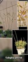 Image result for Eulophia hereroensis