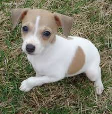 Rat terrier breeder (pure breed) with 16 years experience & 8 generations. Baby Rat Terrier Puppies Online