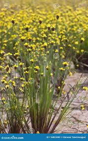 Image result for Xyris