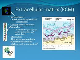Maybe you would like to learn more about one of these? A Tour Of The Cell Part Deux Edu Content Begin Cells I Nsideacell Edu Content Begin Cells I Ppt Download