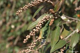 Image result for Croton gratissimus