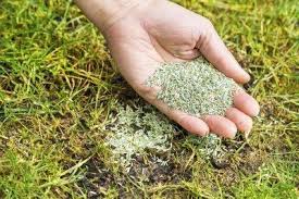 Ryan knorr lawn care is a participant in the amazon services llc associates program and other affiliate programs below. Turf Therapy Service Including Core Aeration Seeding And Dethatching Services Lawn Renovation And New Lawn Seed Seeding Lawn Planting Grass Overseeding Lawn