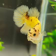 Yellow Galaxy Koi Halfmoon Female Lilibettas