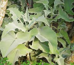 Kalanchoe Beharensis Orejas De Elefante Plantas Crasas Suculentas