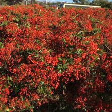 Image result for Pyracantha coccinea red column