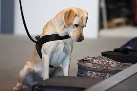 Entrants have to join the raf police to become dog handlers. Detector Dog Pups Urgently Need Foster Carers Australian Dog Lover