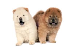 Chow Chow Colors Do Panda Chow Chows Exist Bubbly Pet