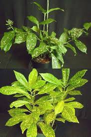 Image result for Dracaena camerooniana