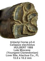 Image result for Tridactyle virginea