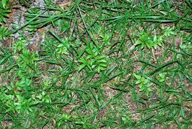Image result for Ampelopteris prolifera