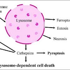Check spelling or type a new query. Pdf Functions Of Lysosomes In Mammalian Female Reproductive System