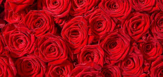 Handgemalte blumen bilder zeigen ihren sinn für die schönen dinge im leben. Schone Blumen Zum Verschenken Diese Hier Kommen Immer Gut An