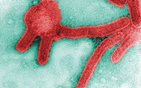 Marburg virus has been found in monkeys, chimps and fruit bats in africa. Ojdfekj4jo9wlm