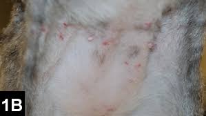 It can result in itchiness, redness, and inflammation. Skin Disease In Cats It Isn T Always What It Seems Clinician S Brief