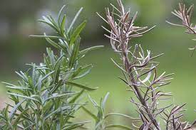 Rosemary leaves can be used fresh or dried as a herb in cooking or in salads. Treating Powdery Mildew On Rosemary