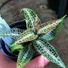 Image result for Goodyera