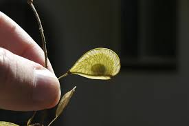 Image result for Ateleia herbert-smithii