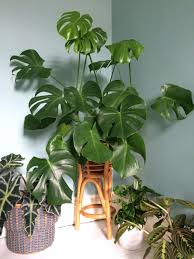As Melhores Formas De Usar Costela De Adao No Interiores Studio Horianski Costeladeadao Monstera Studi House Plants Indoor Plant Decor Indoor Plant Decor