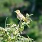 Mattabeseck Audubon Society & CT Trails Day: Birding Machimoodus State Park