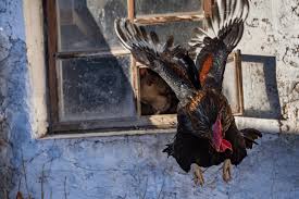 Heavy breeds like the orpington and plymouth rock, for example, are poor flyers. Can Chickens Fly 5 Myths Debunked The Happy Chicken Coop