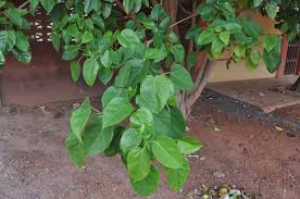 Image result for Ficus sur