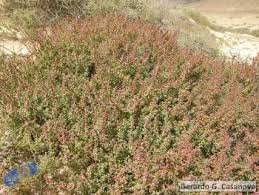 Image result for Suaeda vermiculata