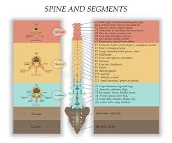 Human back muscles and bones. Diagram Of Backbone You Ll Learn The Basics Of Requirejs And Jasmine