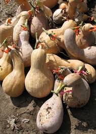 Image result for Cucurbitaceae