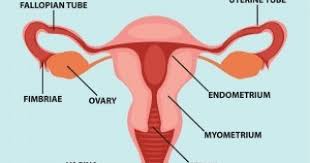 Cancers of the lining of the uterus (endometrium) are the most common cancers of the predominant early sign of endometrial cancer is vaginal bleeding or other discharge, especially in postmenopausal women. What Is The Most Aggressive Type Of Uterine Cancer Prof Obermair Professor Andreas Obermair