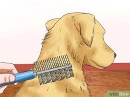 It's all in the brush. How To Prevent Matting In Dogs 9 Steps With Pictures Wikihow Pet