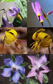 10 terrific flowers for honey bees. Bees Remember Flowers For More Than One Reason Pollen Mediates Associative Learning Sciencedirect