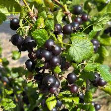 Image result for jostaberry