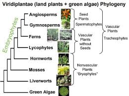 Berechnung cpk wert / maschinenfahigkeit im technologiemanagement qz online de : Diagram Of Liverworts Plant Divisions Mosses Liverworts And Hornworts Tentative Plant Scientist In Other Words Er Diagrams Help To Explain The