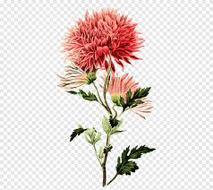 red chrysanthemum flowers illustration chrysanthemum grandiflorum botanical illustration botany flower flower chrysanthemum botanical illustration png pngegg