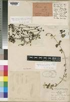 Image result for Tinnea aethiopica