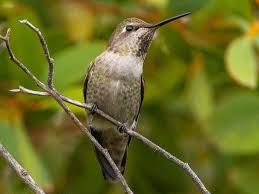 We did not find results for: Ruby Throated Hummingbird Identification Diagrams