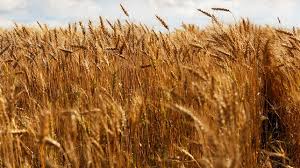 Wheat germ oil is com germ oil directly getting from raw materials and being squeezes in cold temperature, thus it is 100% natural with no other ingredients, residues and additives. Wheat Germ How Can It Benefit Your Health