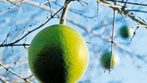 Image result for Strychnos lucens