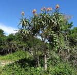 Image result for Aloidendron tongaense