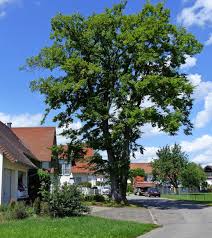 The owner is a nice man but a bit gruff. 25 Meter Hohe Ulme Ist Naturdenkmal Friesenheim Badische Zeitung