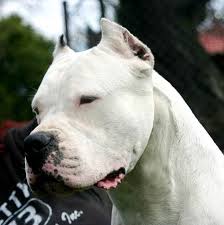 Chamahuac Mapu Kewa Dog Argentino Bully Dog Beautiful Dogs