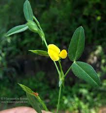 Image result for Zornia setosa